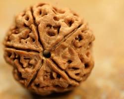 Natural 5 Mukhi Rudraksha (Nepali)