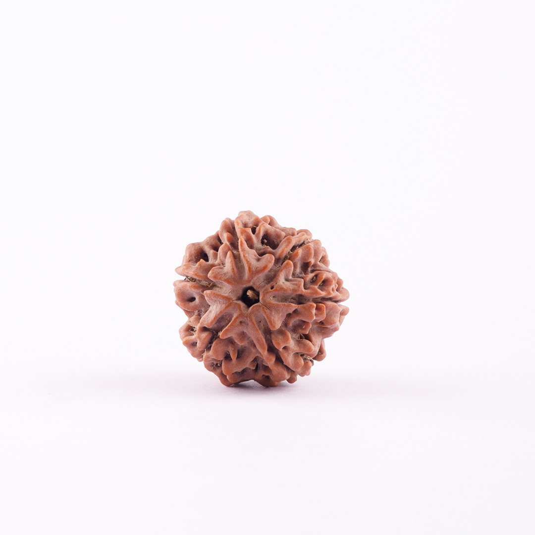 6 Face Nepal Rudraksha