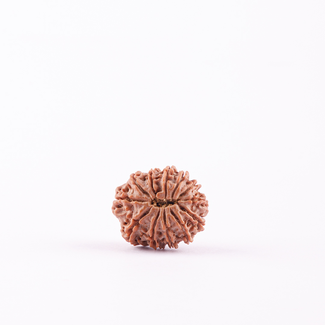 12 Face Nepal Rudraksha Big Size