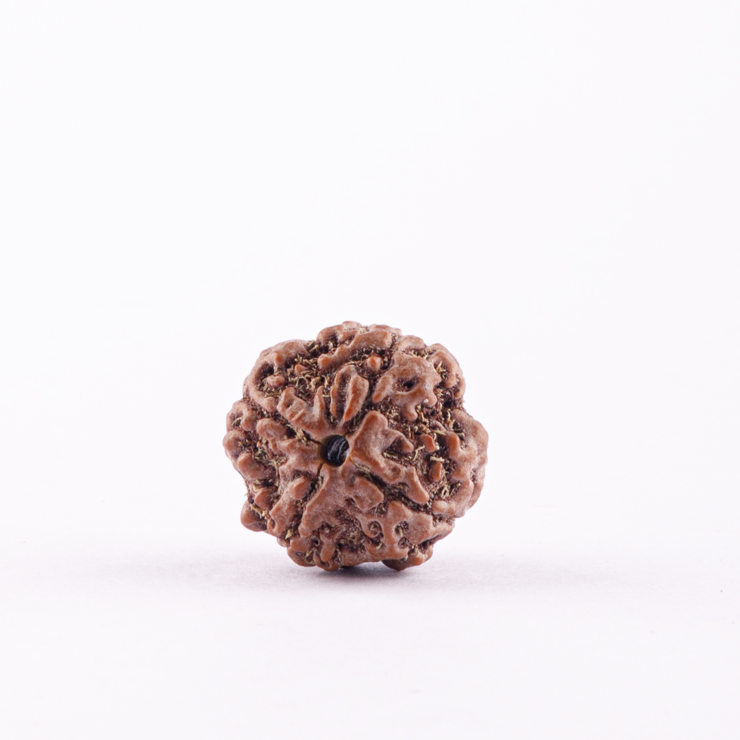 4 Face Nepal Rudraksha