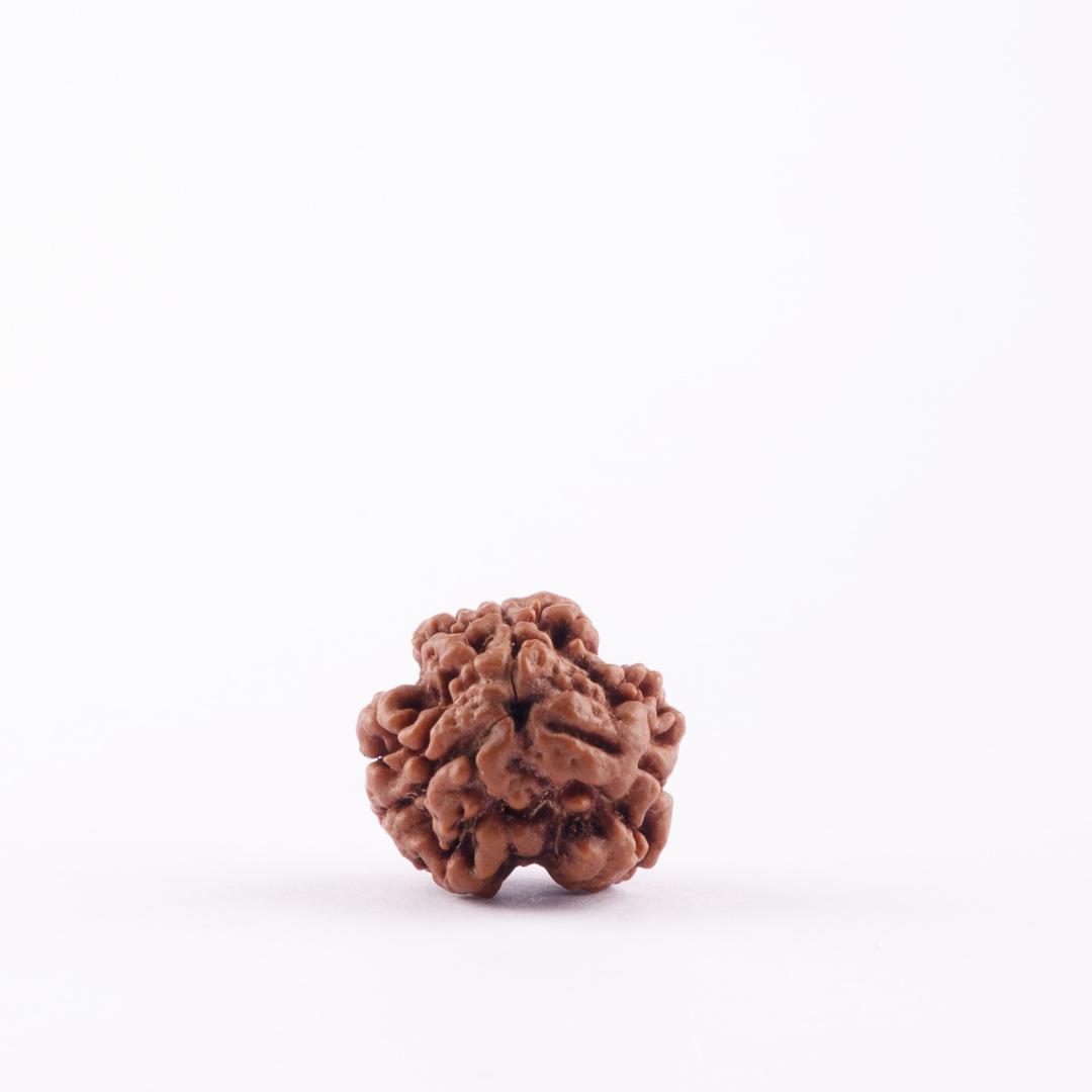 3 Face Nepal Rudraksha