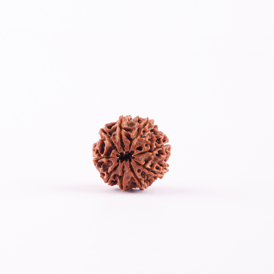 9 Face Nepal Rudraksha Big Size