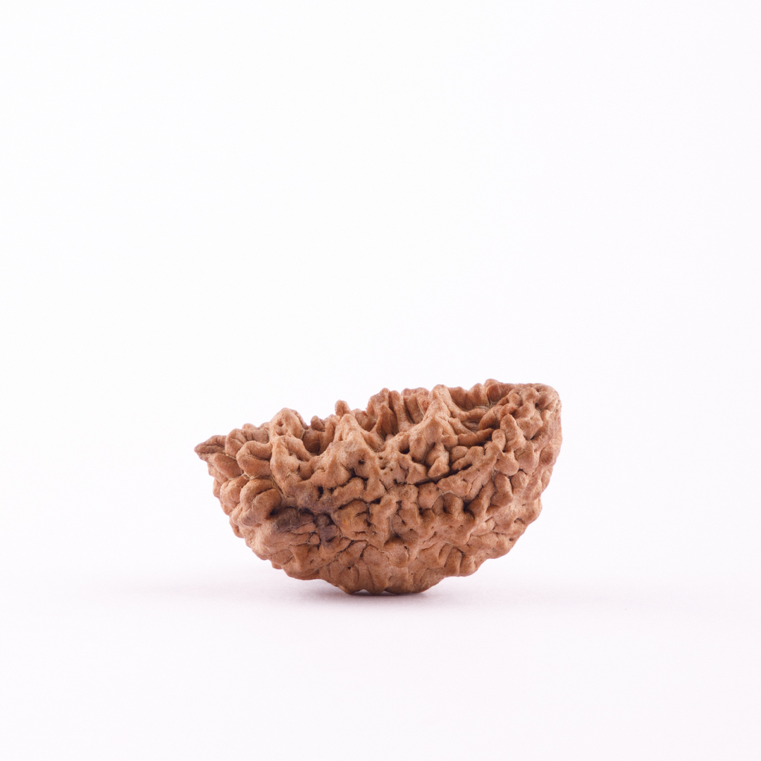1 Face India Rudraksha (Badraksha)