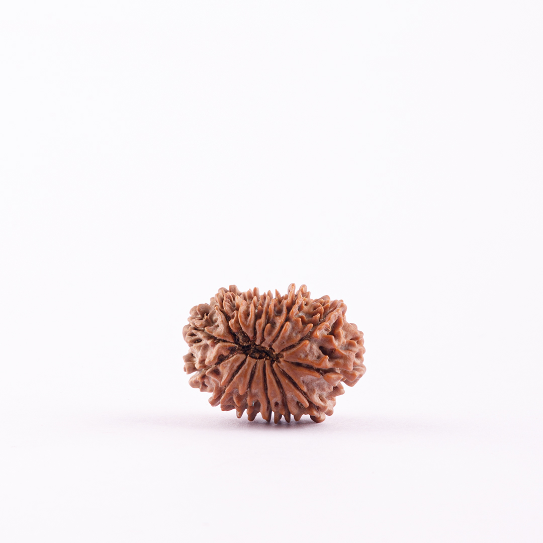 14 Face Nepal Rudraksha Small Size