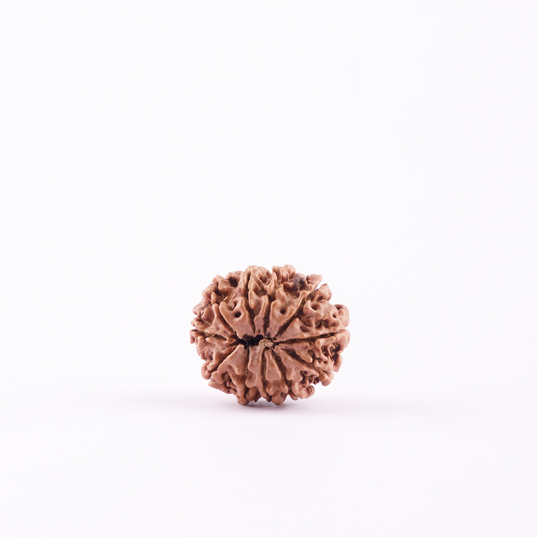 11 Face Nepal Rudraksha Small Size