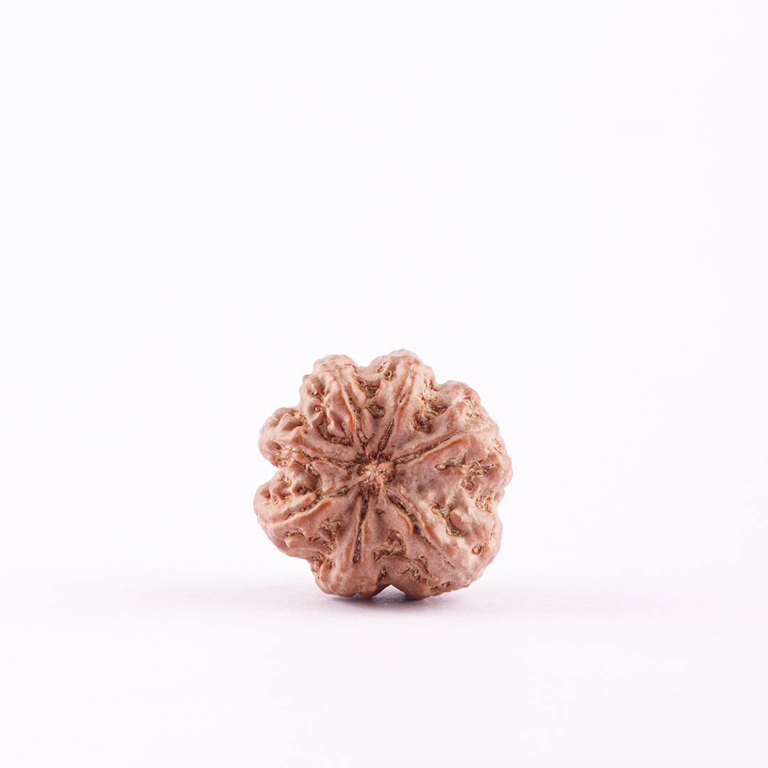 7 Face Nepal Rudraksha Big Size