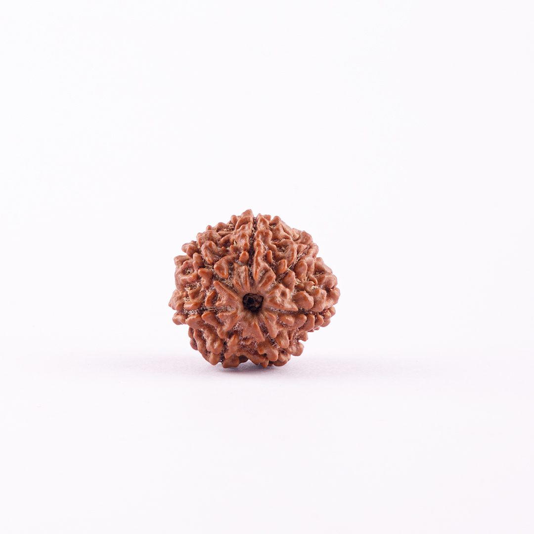 7 Face Nepal Rudraksha Small