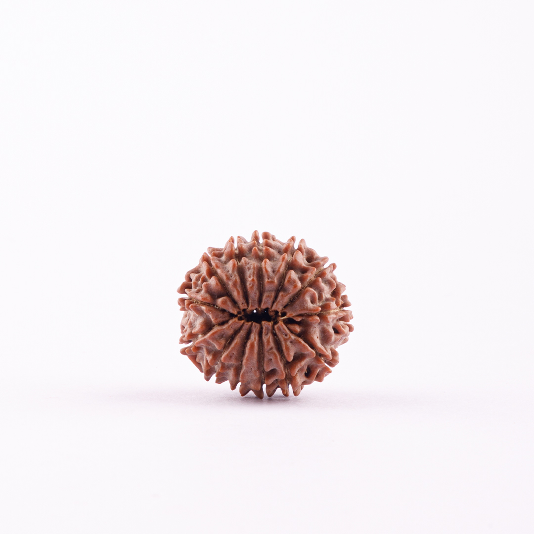 13 Face Nepal Rudraksha Small Size