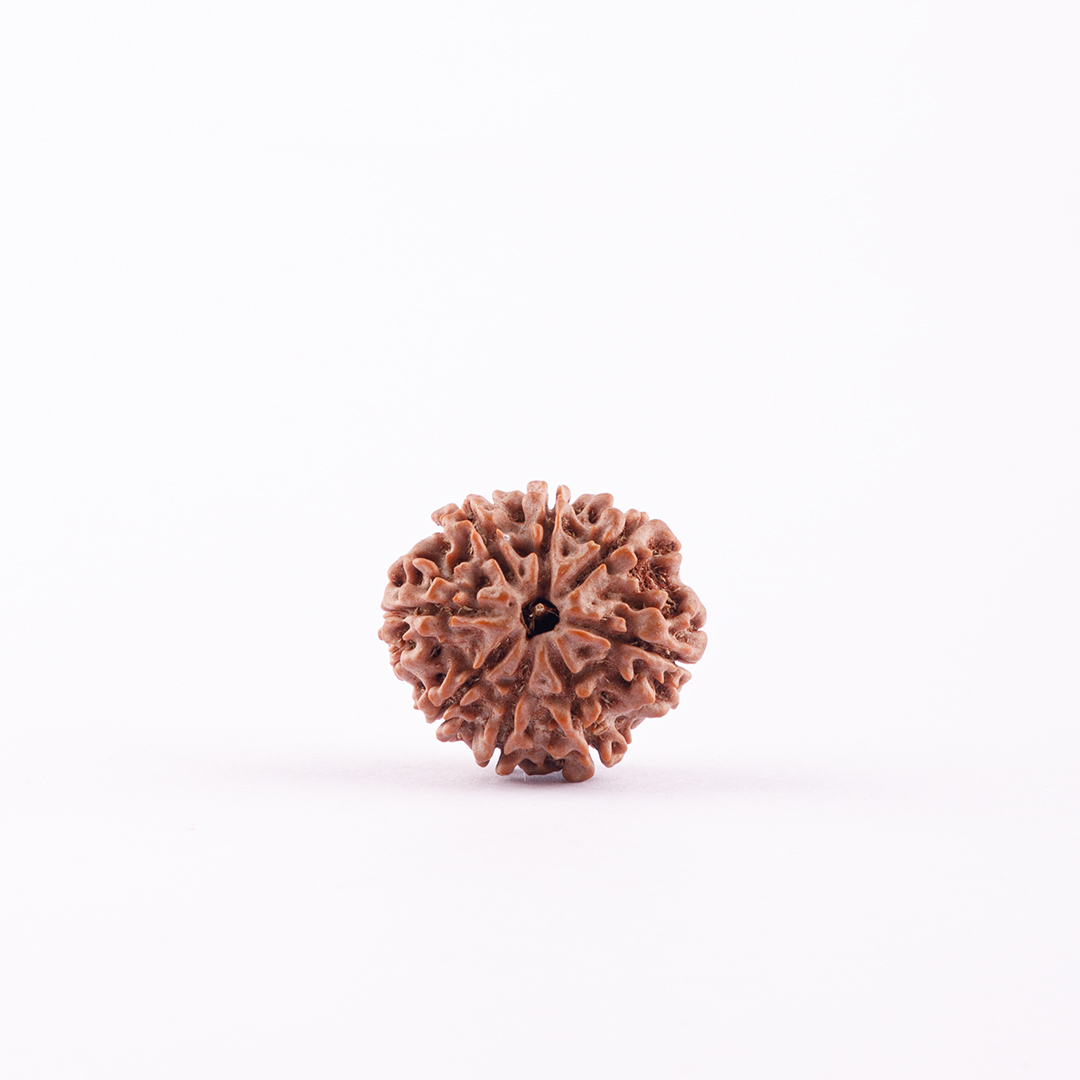 8 Face Nepal Rudraksha Small Size