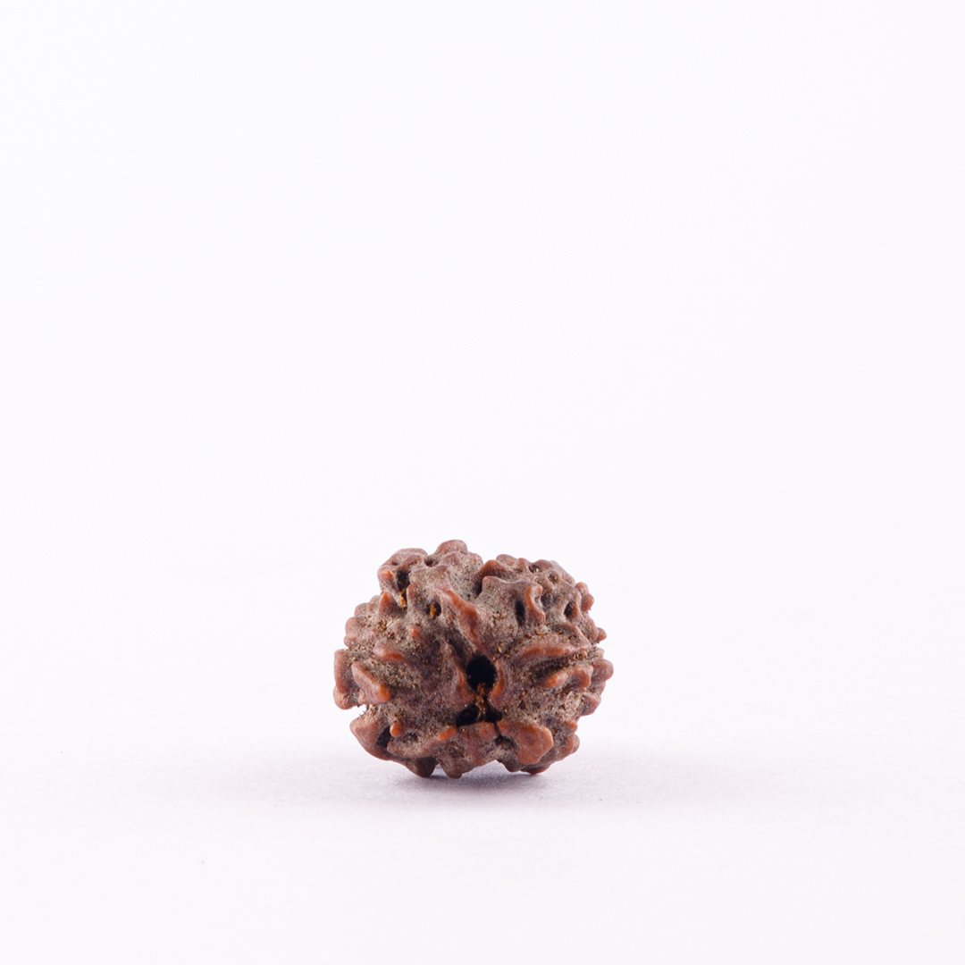 2 Face Nepal Rudraksha
